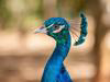 Peacock (PNG, box)